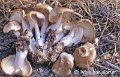 Gymnopus hariolorum-amf474